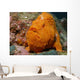 Large Orange Frogfish Cocos Wall Decal