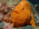 Large Orange Frogfish Cocos Wall Decal
