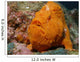 Large Orange Frogfish Cocos Wall Decal