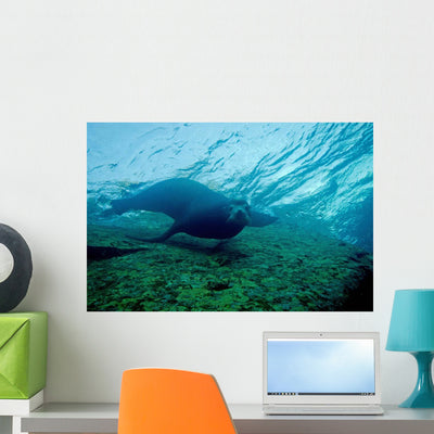 Sea Lion Cabo Pulmo Wall Decal shown on a wall
