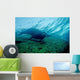 Sea Lion Cabo Pulmo Wall Decal