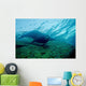 Sea Lion Cabo Pulmo Wall Decal