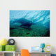 Sea Lion Cabo Pulmo Wall Decal