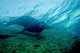 Sea Lion Cabo Pulmo Wall Decal