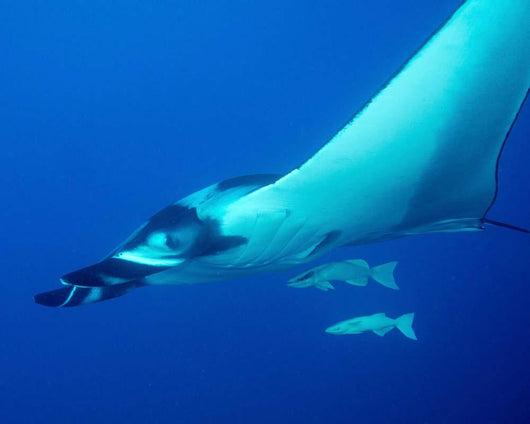 Giant Oceanic Manta Ray Wall Decal