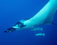 Giant Oceanic Manta Ray Wall Decal