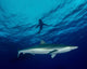 Silky Shark Cat Island Wall Decal
