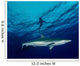 Silky Shark Cat Island Wall Decal