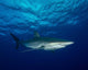 Silky Shark with Embedded Wall Decal