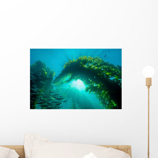 Sunburst through Giant Kelp Wall Decal