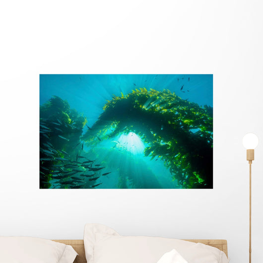 Sunburst through Giant Kelp Wall Decal