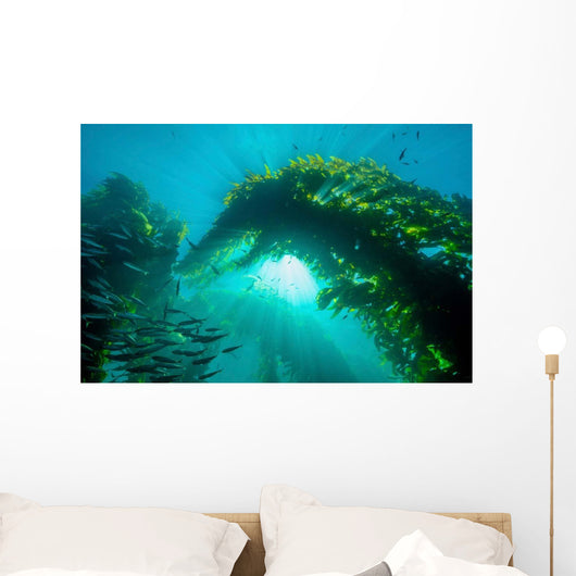 Sunburst through Giant Kelp Wall Decal