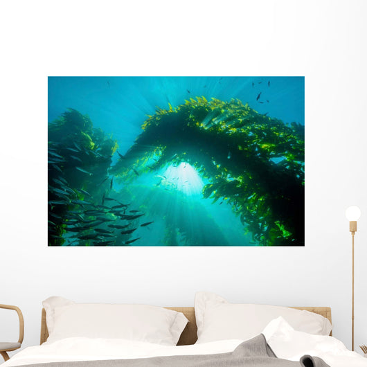 Sunburst through Giant Kelp Wall Decal