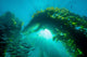 Sunburst through Giant Kelp Wall Decal