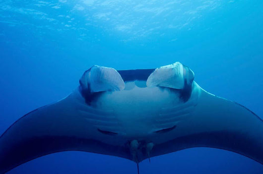 Approaching Oceanic Manta Ray Wall Decal