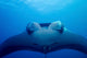 Approaching Oceanic Manta Ray Wall Decal