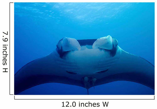 Approaching Oceanic Manta Ray Wall Decal