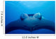 Approaching Oceanic Manta Ray Wall Decal