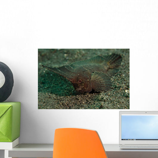 Spiny Waspfish Sulawesi Indonesia Wall Decal