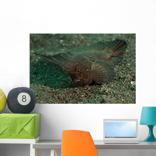 Spiny Waspfish Sulawesi Indonesia Wall Decal