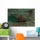 Spiny Waspfish Sulawesi Indonesia Wall Decal