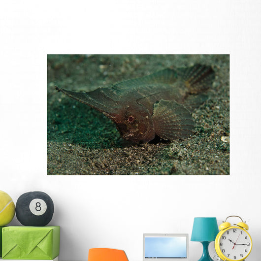 Spiny Waspfish Sulawesi Indonesia Wall Decal