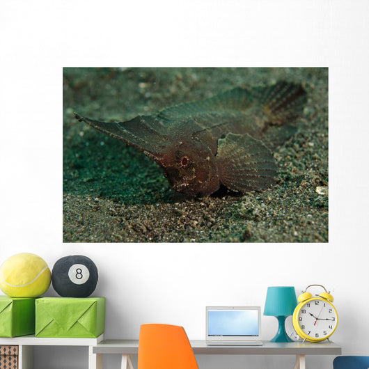 Spiny Waspfish Sulawesi Indonesia Wall Decal