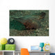 Spiny Waspfish Sulawesi Indonesia Wall Decal