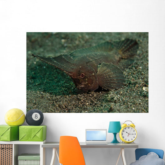 Spiny Waspfish Sulawesi Indonesia Wall Decal