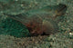 Spiny Waspfish Sulawesi Indonesia Wall Decal