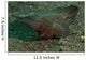 Spiny Waspfish Sulawesi Indonesia Wall Decal