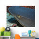 Head Whitetip Reef Shark Wall Decal