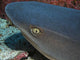 Head Whitetip Reef Shark Wall Decal