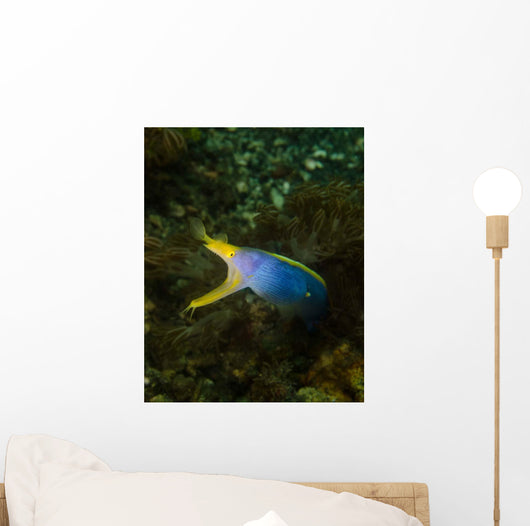 Ribbon Eel Rhinomuraena Quaesita Wall Decal