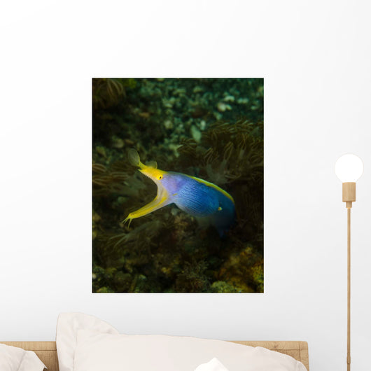 Ribbon Eel Rhinomuraena Quaesita Wall Decal