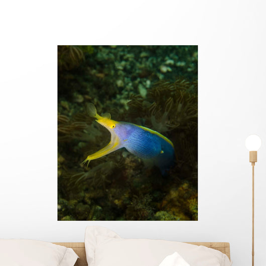 Ribbon Eel Rhinomuraena Quaesita Wall Decal