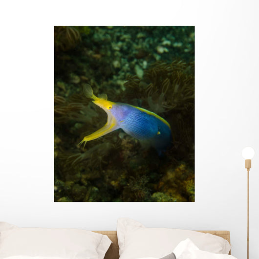 Ribbon Eel Rhinomuraena Quaesita Wall Decal