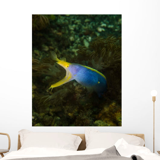 Ribbon Eel Rhinomuraena Quaesita Wall Decal