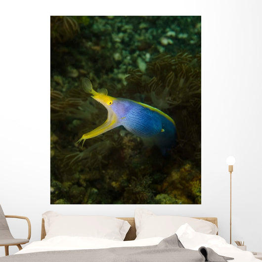 Ribbon Eel Rhinomuraena Quaesita Wall Decal