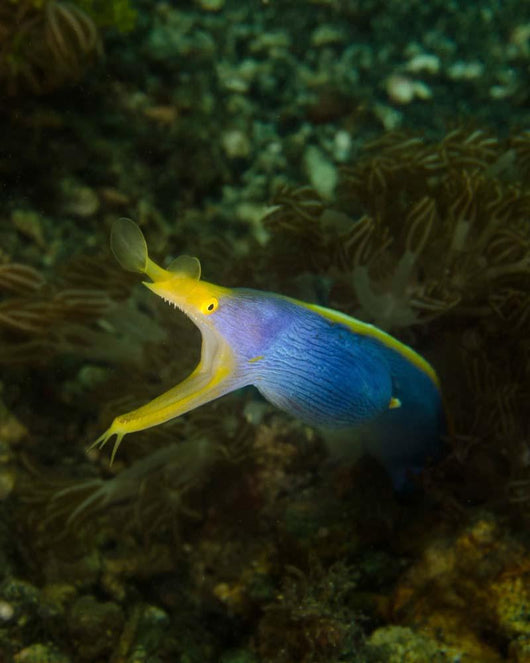 Ribbon Eel Rhinomuraena Quaesita Wall Decal