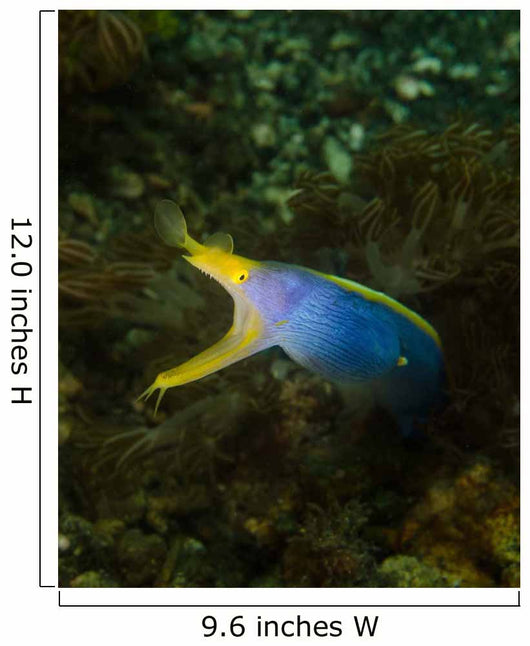 Ribbon Eel Rhinomuraena Quaesita Wall Decal