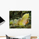 Yellow Colored Spiny Waspfish Wall Decal