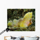 Yellow Colored Spiny Waspfish Wall Decal