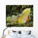 Yellow Colored Spiny Waspfish Wall Decal