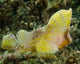 Yellow Colored Spiny Waspfish Wall Decal