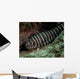 Zebra Eel Gymnomuraena Zebra Wall Decal