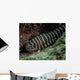 Zebra Eel Gymnomuraena Zebra Wall Decal
