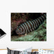 Zebra Eel Gymnomuraena Zebra Wall Decal