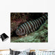 Zebra Eel Gymnomuraena Zebra Wall Decal