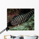 Zebra Eel Gymnomuraena Zebra Wall Decal